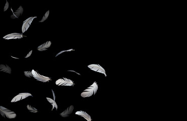 abstract, white feathers floating in the air, black background.