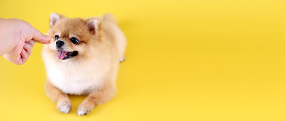 Pomeranian dog with yellow backdrop.