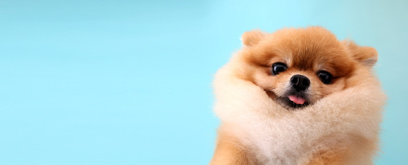 Pomeranian dog with blue backdrop.