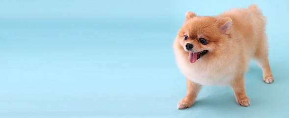 Pomeranian dog with blue backdrop.