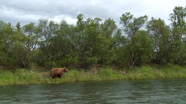 MWS zm into grizzly bear walking on river bank looking for migrating salmon