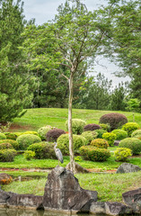Bird under a tall tree in Japanese Garden