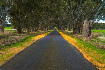 Obraz premium Road though trees
