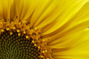 Sunflower natural background, Sunflower blooming, Sunflower oil improves skin health and promote cell regeneration, Thailand