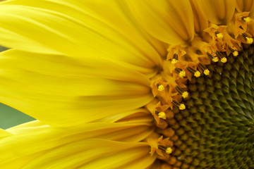 Sunflower natural background, Sunflower blooming, Sunflower oil improves skin health and promote cell regeneration, Thailand