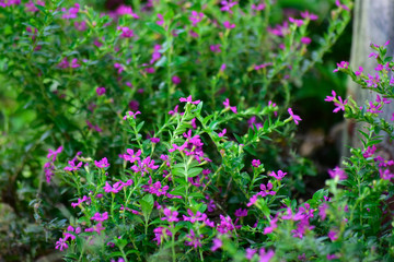 Many colorful leaves and flower in the garden That looks fresh and cool, beautiful nature