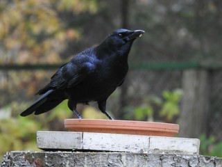 crow