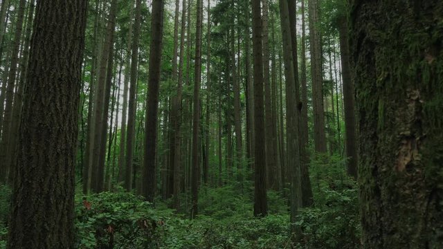 Vancouver British Columbia forest (Pacific Spirit Region)