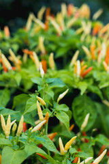 ripe chili pepper   on raw food ingredient chili  vegetable garden