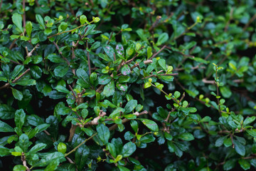 green Tooth brush tree or Siamese rough bush  tree is herbal and decoration gardens on decorative tree  planting herb natural  background