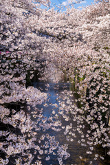 桜が満開に咲く目黒川の風景 / The scenery of the Meguro River where the cherry blossoms are in full bloom. Meguro, Tokyo, Japan.