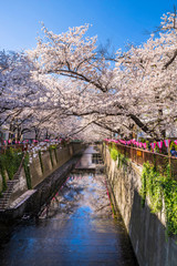 Naklejka premium 桜が満開に咲く目黒川の風景 / The scenery of the Meguro River where the cherry blossoms are in full bloom. Meguro, Tokyo, Japan.