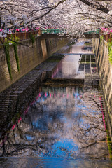 目黒川の水面に映った満開の桜 / Scenery of the Meguro River in spring. Cherry blossoms are reflected on the surface of the river. Meguro, Tokyo, Japan.
