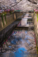 目黒川の水面に映った満開の桜 / Scenery of the Meguro River in spring. Cherry blossoms are reflected on the surface of the river. Meguro, Tokyo, Japan.