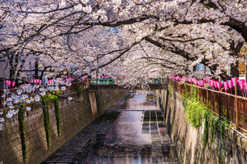 桜が満開に咲く目黒川の風景 / The scenery of the Meguro River where the cherry blossoms are in full bloom. Meguro, Tokyo, Japan.