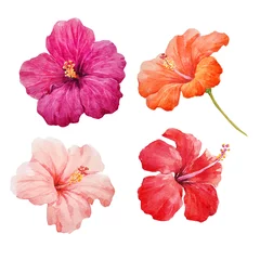 Aquarell-Hibiskus-Illustrationsset © Zenina-Lembrik