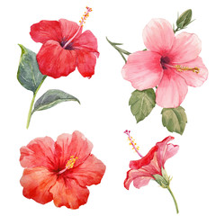 Watercolor hibiscus illustrations set