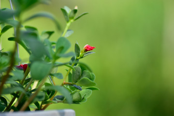 Many colorful leaves and flower in the garden That looks fresh and cool, beautiful nature