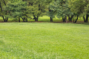 夏　日本　公園