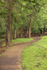 Fototapeta premium 夏 日本 公園
