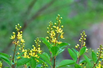Many colorful leaves and flower in the garden That looks fresh and cool, beautiful nature