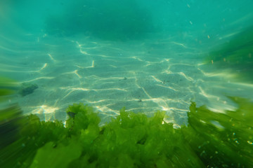 Fototapeta na wymiar Underwater reef seabed view with green algae
