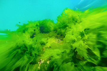 Underwater reef seabed view with green algae