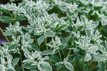 ornamental shrub with green leaves and white flowers