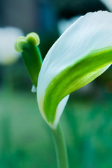 チューリップの花びら