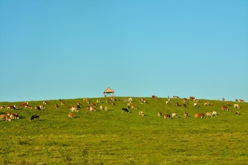 a herd of cows on a hill