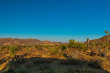 Joshua Tree National Park,  California