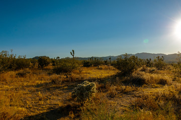 Cholla Cactus In Joshua Tree National Park,  California