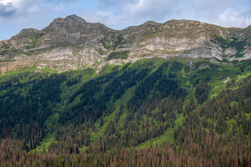 Lush mountainside in Pine Le Moray Provincial Park, British Columbia, Canada