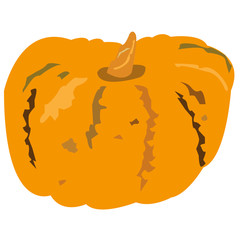  vector botanical illustration of an orange pumpkin on a white background isolated object