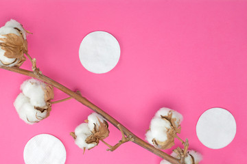 Cotton branch, pads on bright pink background. Cosmetology, healthcare concept. Flat lay, top view, mock up, copy space, layout design