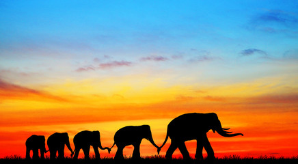 Naklejka na ściany i meble silhouette elephants in the landscape on blurry sunset.