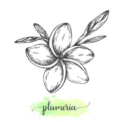 Hand drawn plumeria flowers. Floral background isolated on white. Vector illustration in vintage style Sketch of tropical flower Outline botanical design