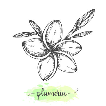 Hand drawn plumeria flowers. Floral background isolated on white. Vector illustration in vintage style Sketch of tropical flower Outline botanical design