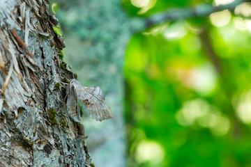 Poplar hawk-moth, Laothoe populi on tree trunk