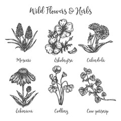 Herb medicinal cow parsnip, muscari, calendula and echinacea. Hand drawin sketch of wild flowers. Vector illustration Design for labels and packaging.Engraved botanical drawing - obrazy, fototapety, plakaty