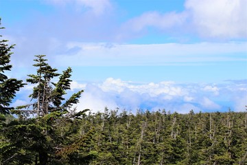 Obraz premium 八幡平の雲海