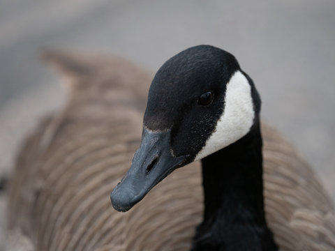 Close Up of the Head of a Canadian Goose