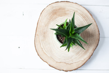 Fototapeta na wymiar Top view flat lay of succulent plants on a wooden plank on a white wooden table background