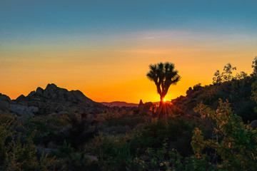 Joshua Tree National Park,  California