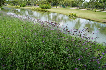 Pink flower garden