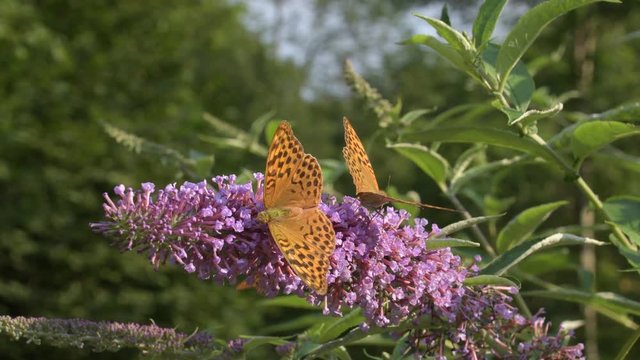 La danza della farfalla sul fiore