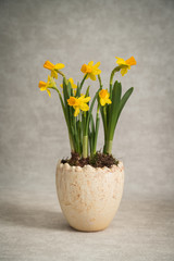 Yellow daffodils in a pot
