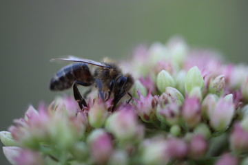 Biene auf fetter Henne