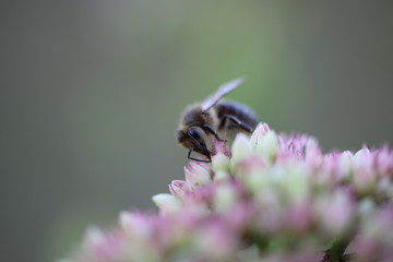Biene auf fetter Henne