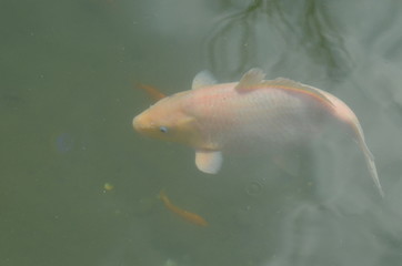 Obraz premium fish in aquarium